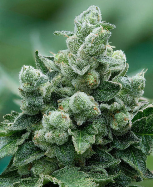 Propaganja Seeds - Avash-Avash